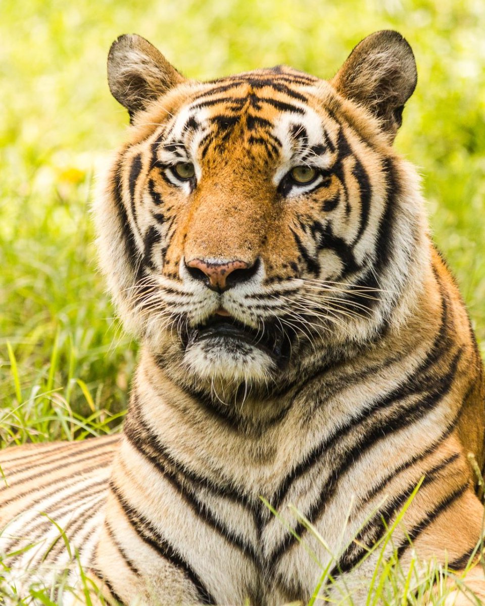 American Humane Society tweet media