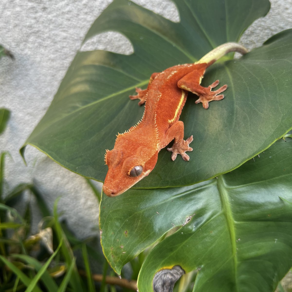 MorphMarket tweet media