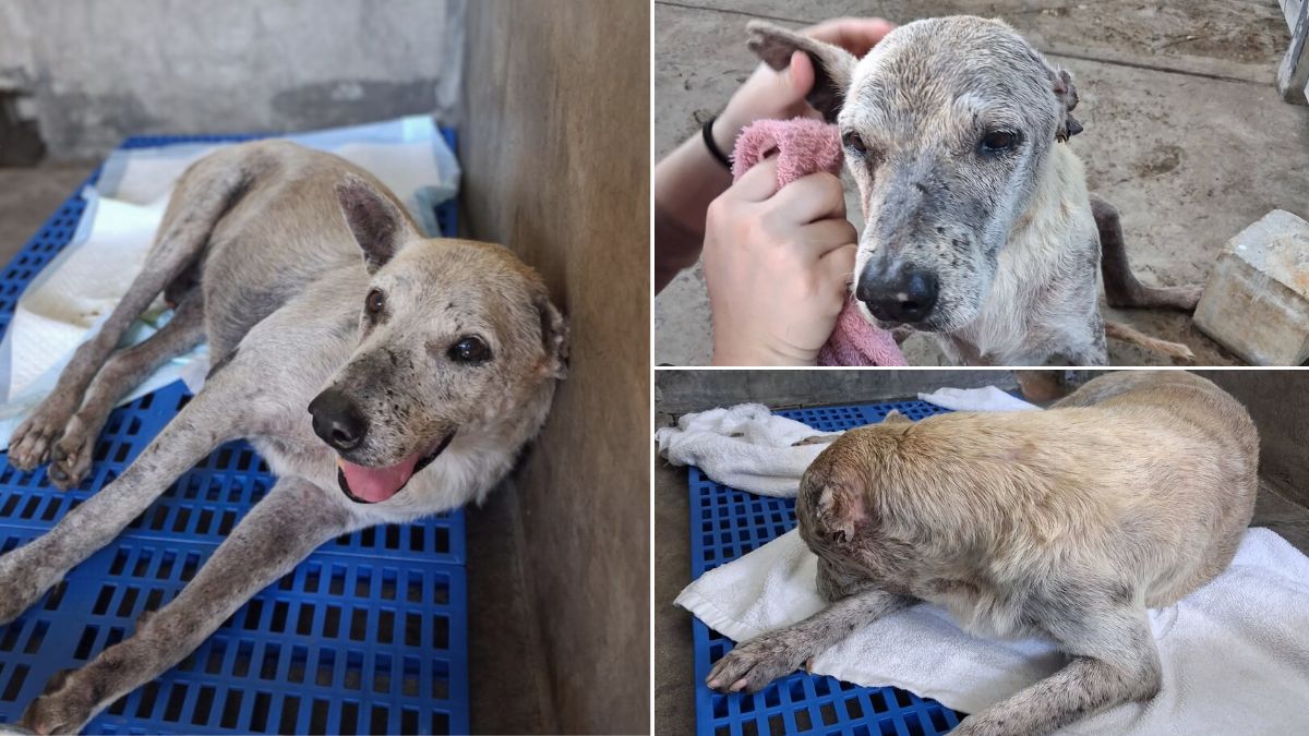 IAPWA's tweet photo. Uncle Ben was old, paralysed, riddled with bone spurs, and fighting multiple diseases when he was thrown out on the streets like trash 💔

Now safe, he's urgently seeking sponsors to give him a fighting chance. Please read his story and donate today: https://t.co/507DCNLMWd 🙏🏽 https://t.co/oJY32Gor23