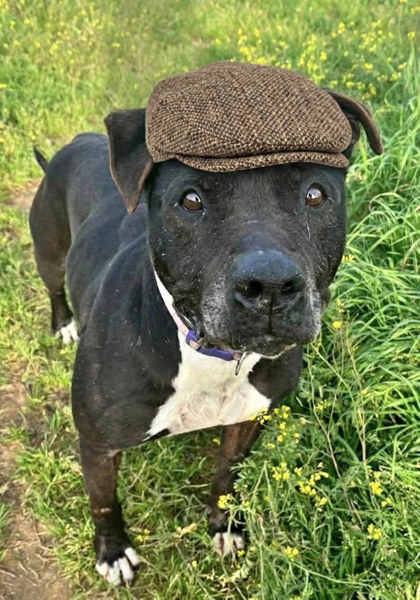 SOS Abuelos tweet media