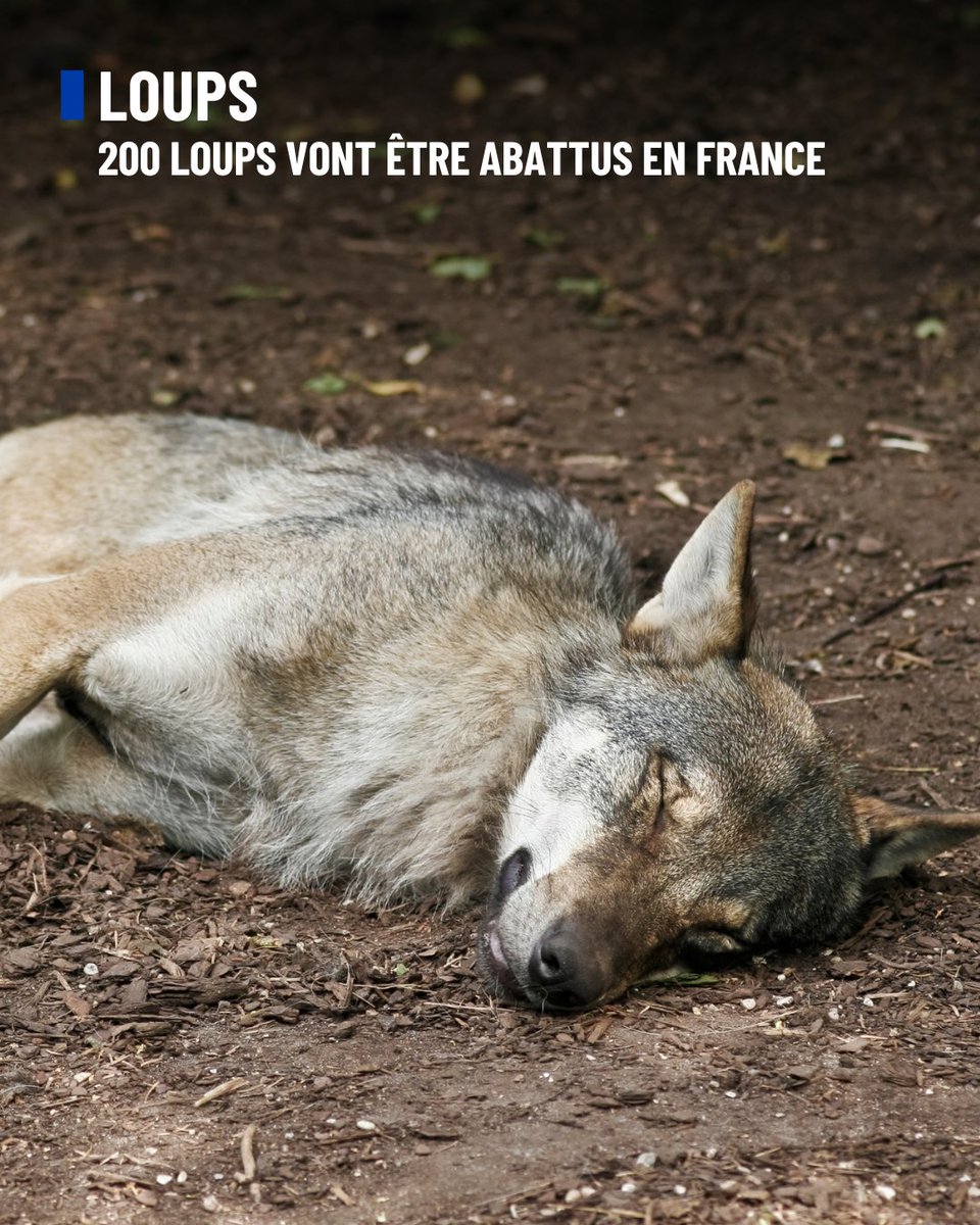 🐺 200 loups vont être abattus en France

Le gouvernement français a acté (arrêté du 23 février 2026) une augmentation scandaleuse des quotas d'abattage : plus de 200 loups pourront être tués, soit 21% de la population totale, avec une possibilité d'atteindre 23%. Cette décision