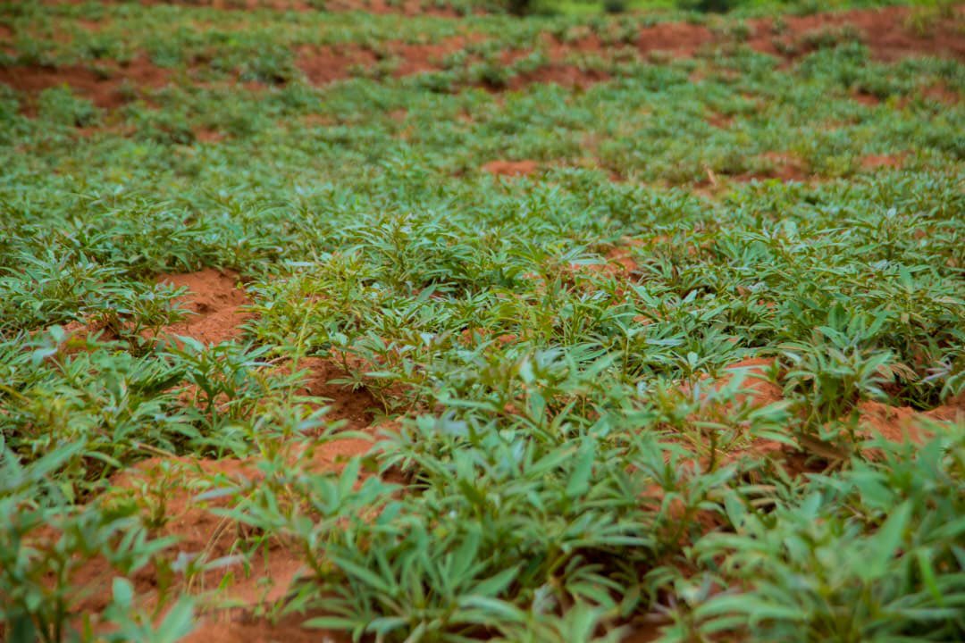 ijarinews's tweet image. @KayonzaDistrict Après une longue période de sécheresse ayant touché certaines zones du district,dont #Ndego,les boutures de patates douces et de manioc distribuées aux agriculteurs se portent bien,les champs verdissent,les cultures croissent et laissent espérer une bonne récolte