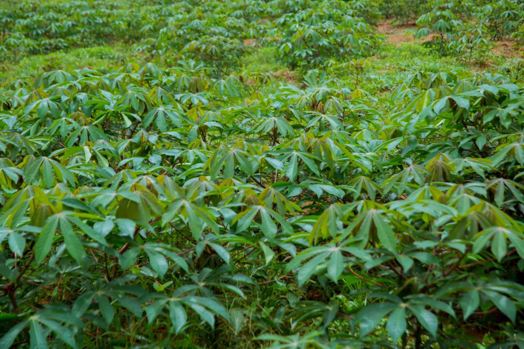 ijarinews's tweet image. @KayonzaDistrict Après une longue période de sécheresse ayant touché certaines zones du district,dont #Ndego,les boutures de patates douces et de manioc distribuées aux agriculteurs se portent bien,les champs verdissent,les cultures croissent et laissent espérer une bonne récolte