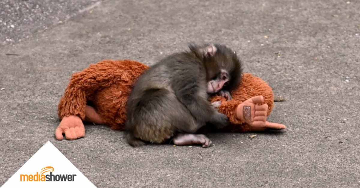 Media Shower tweet media