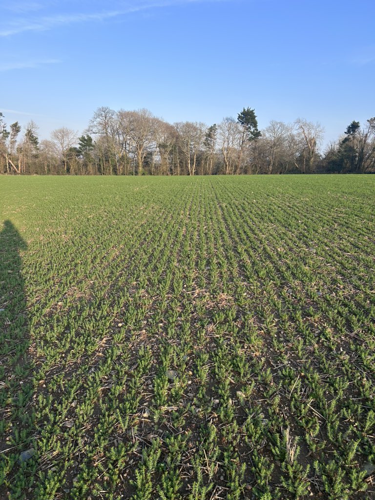 James Whatty tweet media