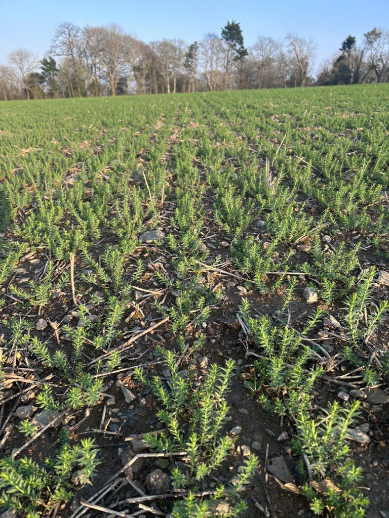 James Whatty tweet media