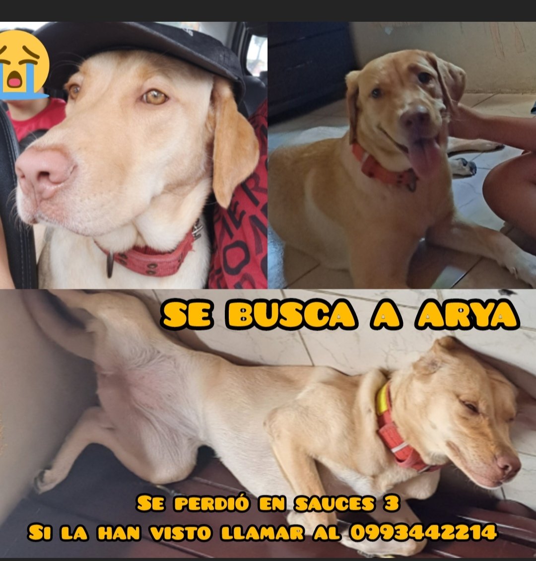 #PERDIDA #GUAYAQUIL
Nombre: #ARYA
Fecha: 28/02/26
Sector: Norte, Sauces 3, Mz 166, parqueadero frente a Jardín Fiscal Clementina Triviño de Unda
Sexo: Hembra
Raza: Labrador
Obsv.: Color miel, nariz rosada y ojos verde oliva, collar sin placa
Contacto: 0993442214
#AlertaMePerdí