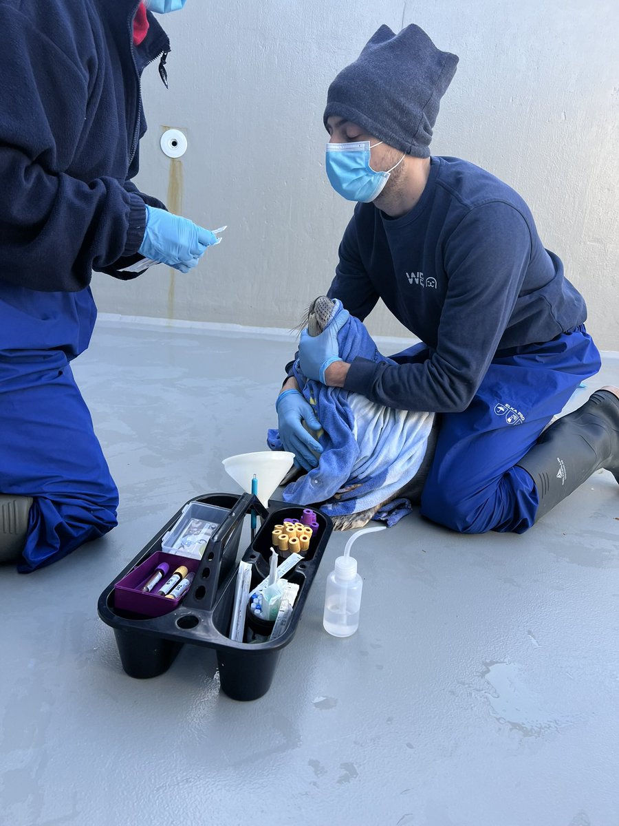 renapoly_93's tweet photo. On Saturday I was the lucky one to go catch #Dropje for her release.
She arrived in November weighing less than 8Kg, and she left weighing 35Kg! 
We are all proud of her, and wish her a long and healthy life 🌊🦭
Good luck little girl! 
 #アザラシ幼稚園 #wecwaddenzee https://t.co/uUcBgy1N26