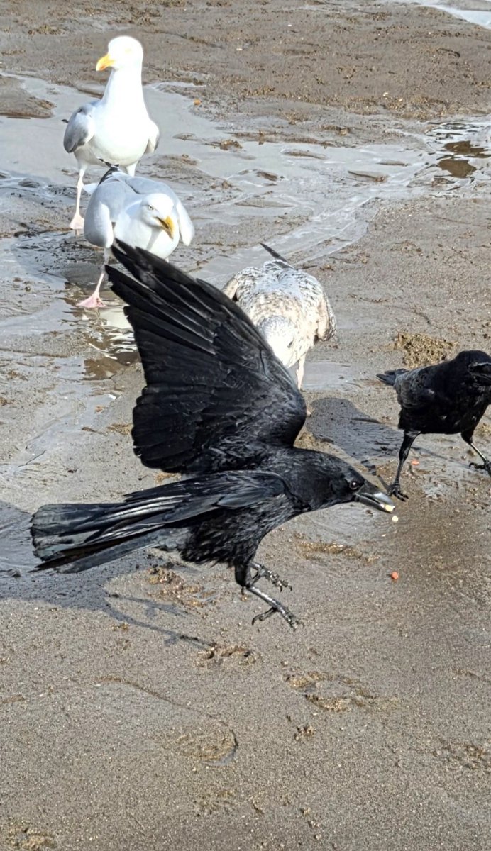 Mils Musings on History tweet media