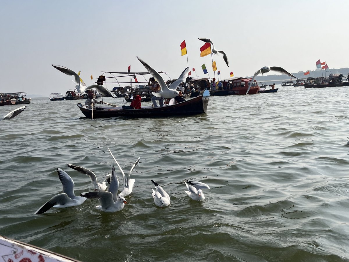 MeetApurva's tweet photo. In an uncertain world, holding on to certain moments of peace.. 🕊️🤍

#SiberianBirds
#Prayagraj 
#Sangam 
#USIranWar https://t.co/Il43Zsvlvx