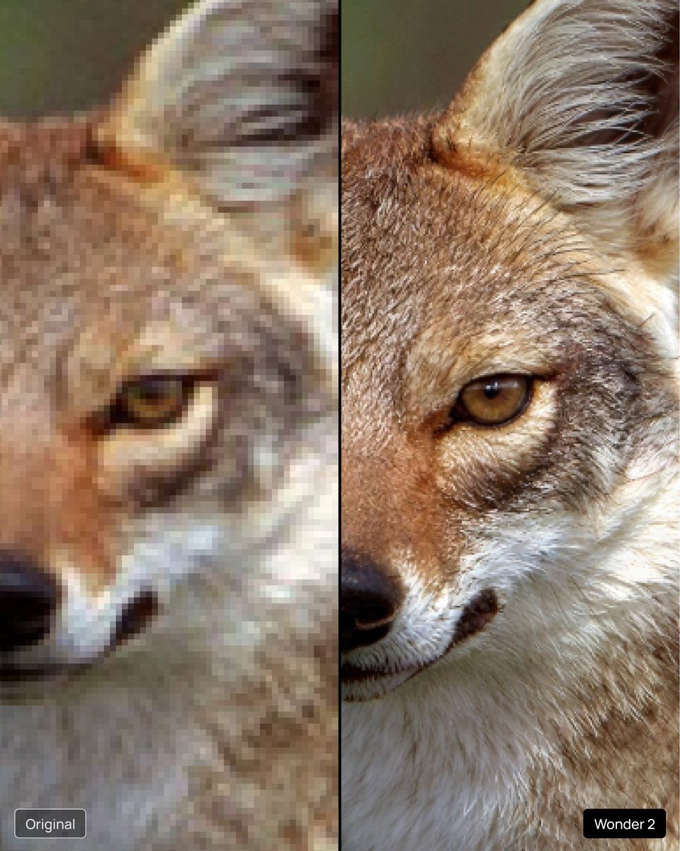 Wonder 2 coyote before-after