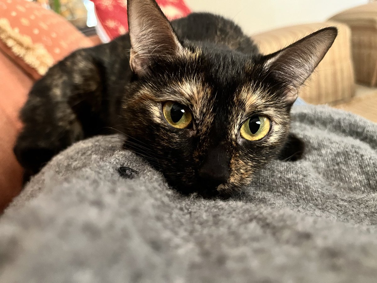 PPW naia tweet media