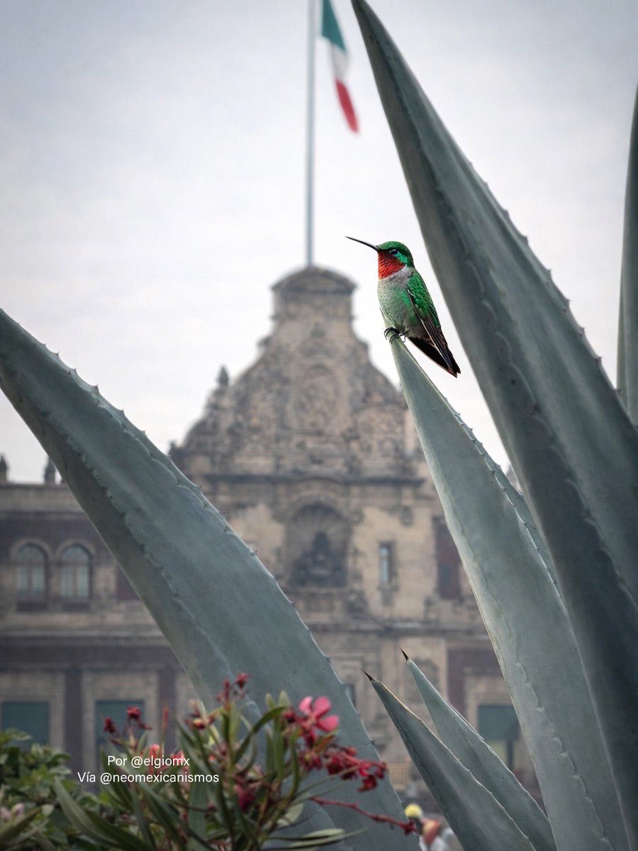 NeoMexicanismos's tweet photo. Huitzilin ::: pequeño guerrero, el único que puede viajar al Mictlan para llevar mensajes al más allá. Es representación de Huitzilopochtli como el renacimiento del Sol cada día y el triunfo en las guerras ::: Por @elgiomx #neomexicanismos #colibri https://t.co/6s1MYoXO8W