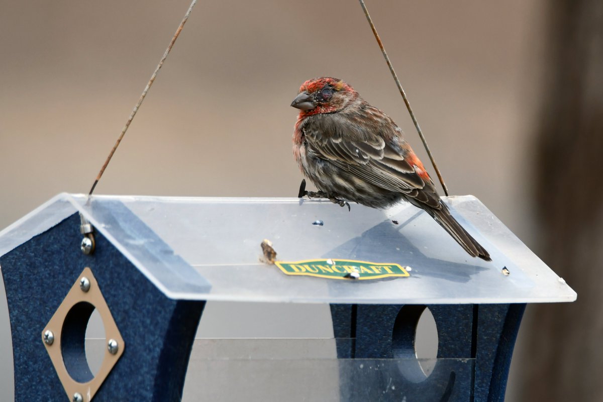 Today In Nature tweet media