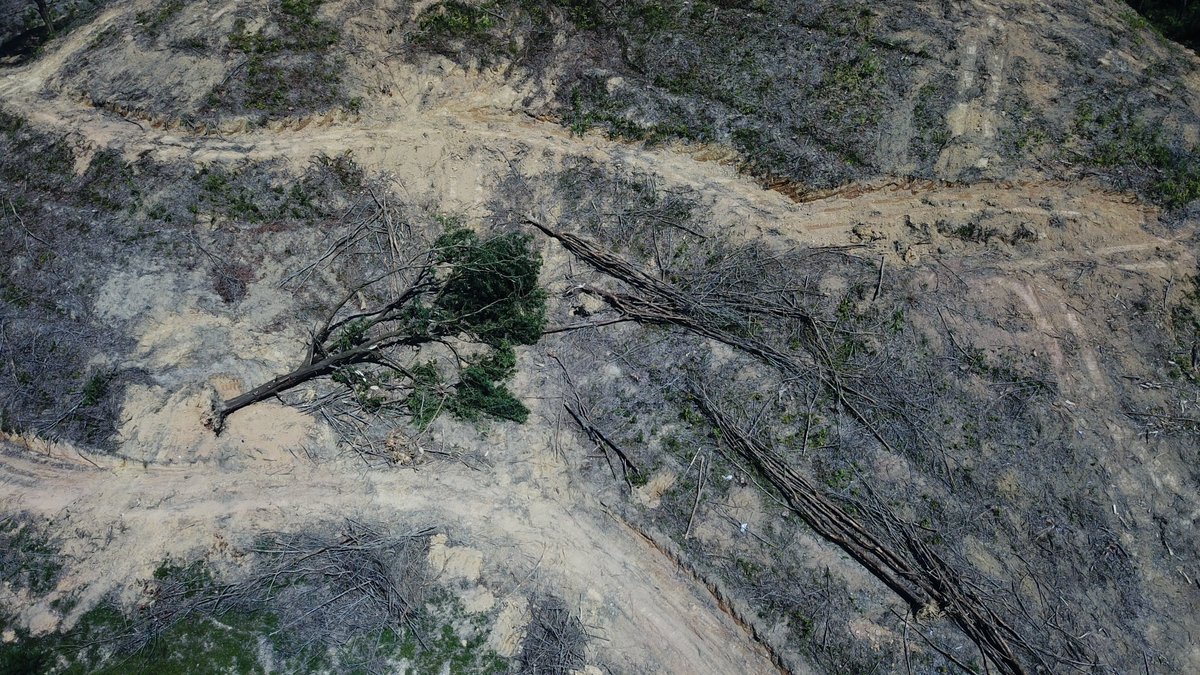 ZSL SPOTT tweet media