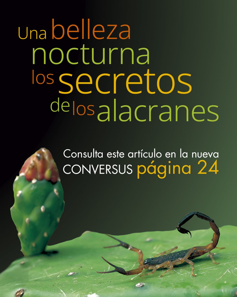 Conversus IPN tweet media