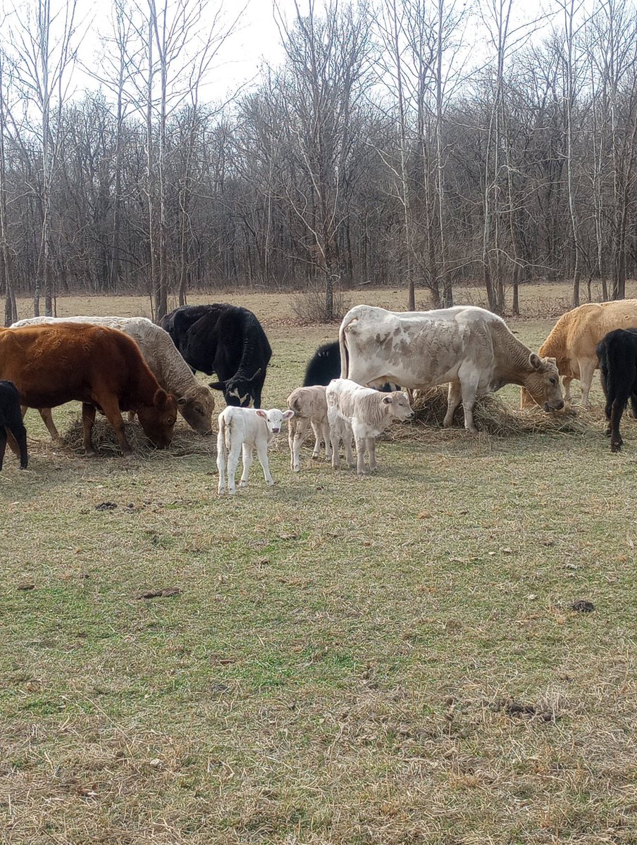 HemmerleinLee's tweet image. I hear Armageddon is in the news, but these cute little calves only want boops and snacks. Support your local farmers and maybe they'll let you pet one.