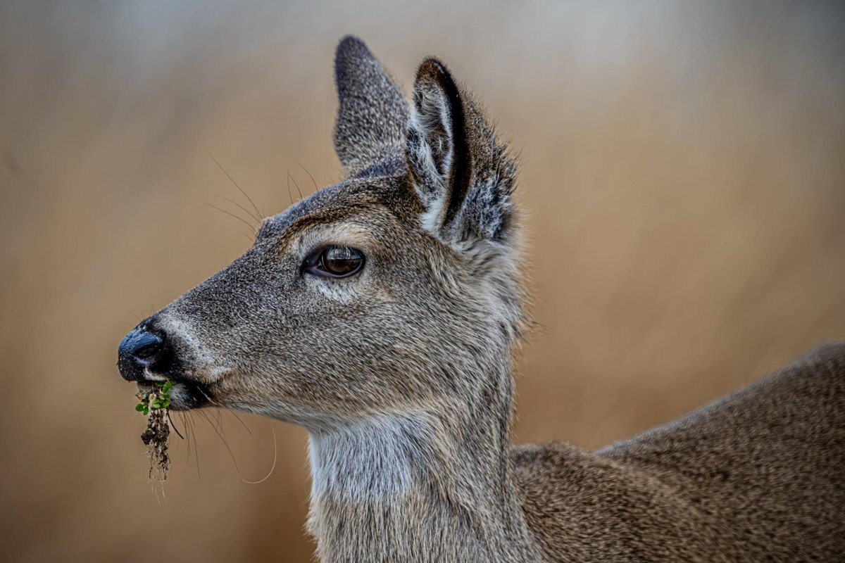 Today In Nature tweet media