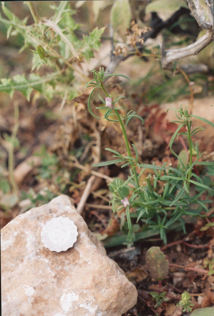 BILNAS🏺📜📚🇱🇾 tweet media