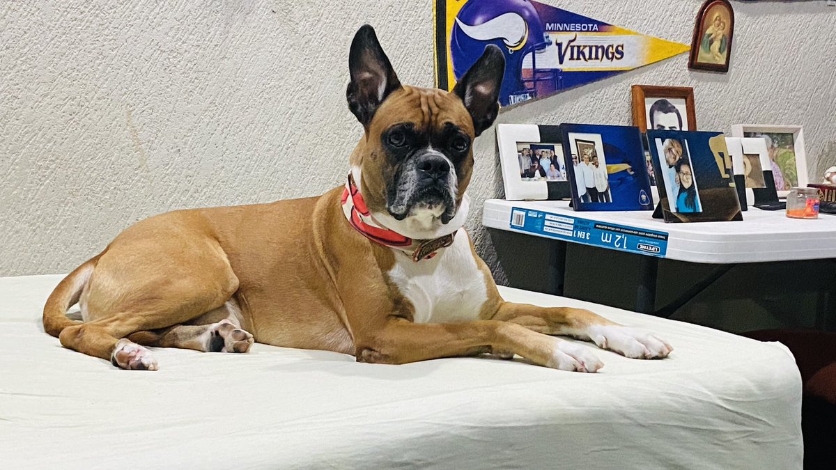 Pepe_pumas tweet media