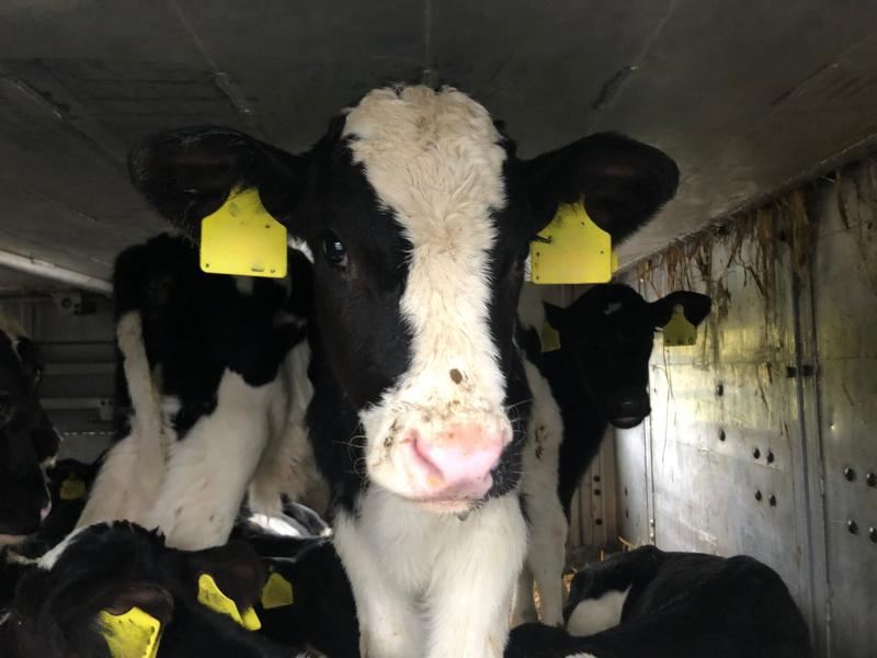 ZadigoBB's tweet image. Honteux. Abject. Indigne.
Boycott #lait #produitslaitiers 
help.four-paws.org/fr-FR/agissez-…