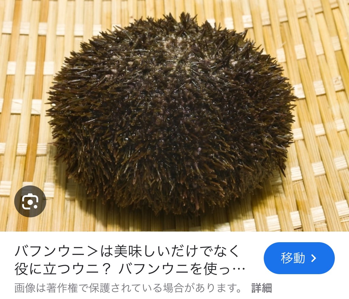 侍newwave本間 tweet media