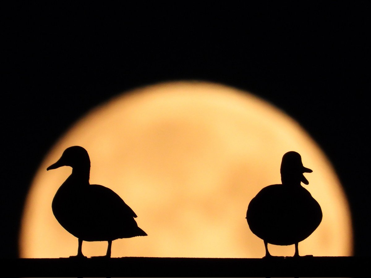 Epiphany tweet media