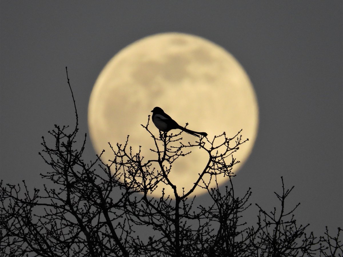 Epiphany tweet media