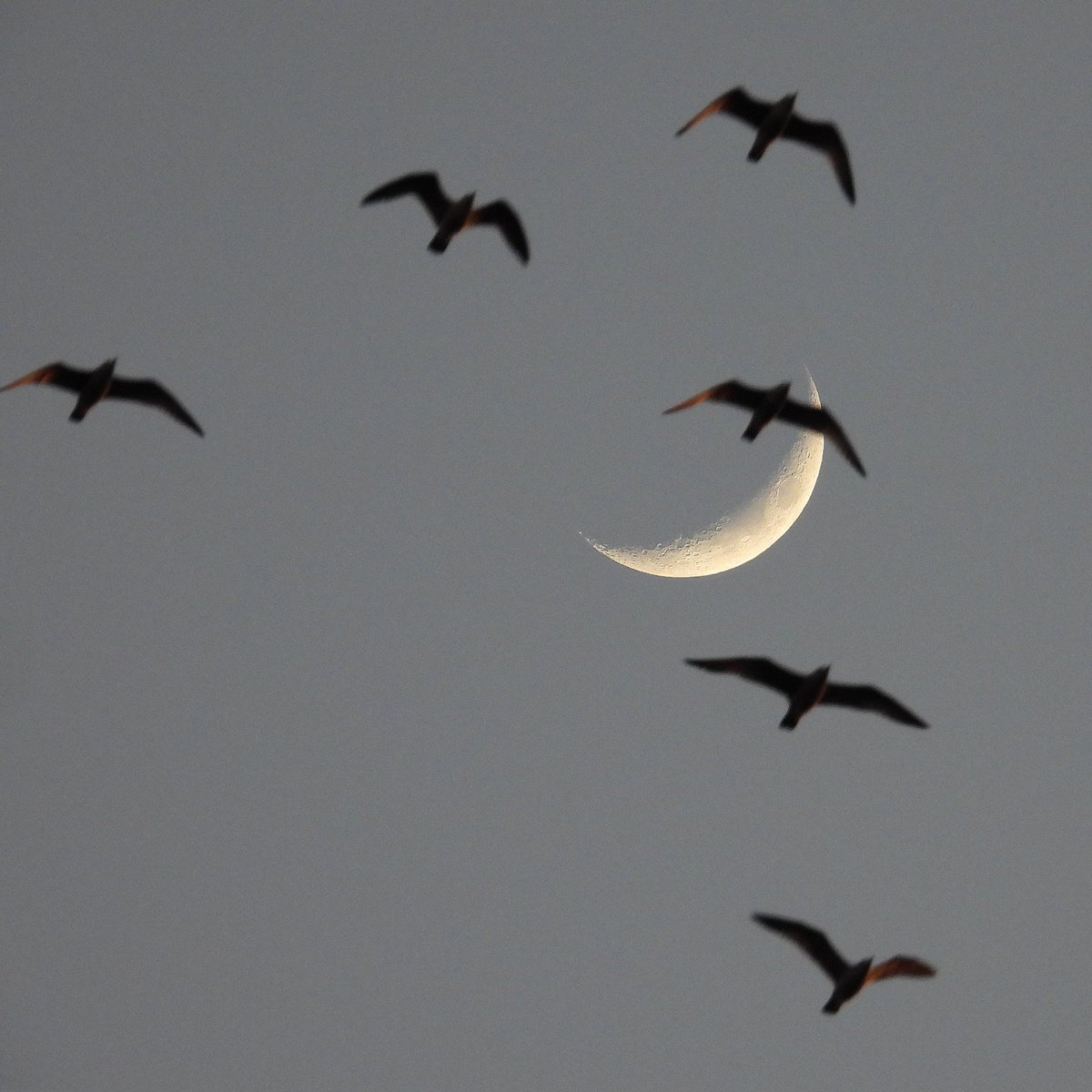 Epiphany tweet media