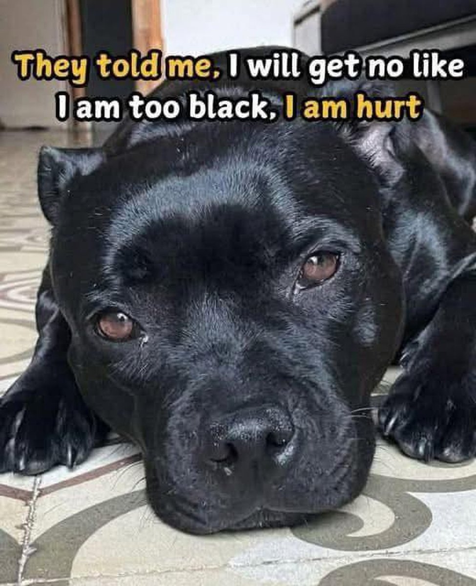 They say black dogs stay in shelters the longest. My heart is breaking for this boy. 💔