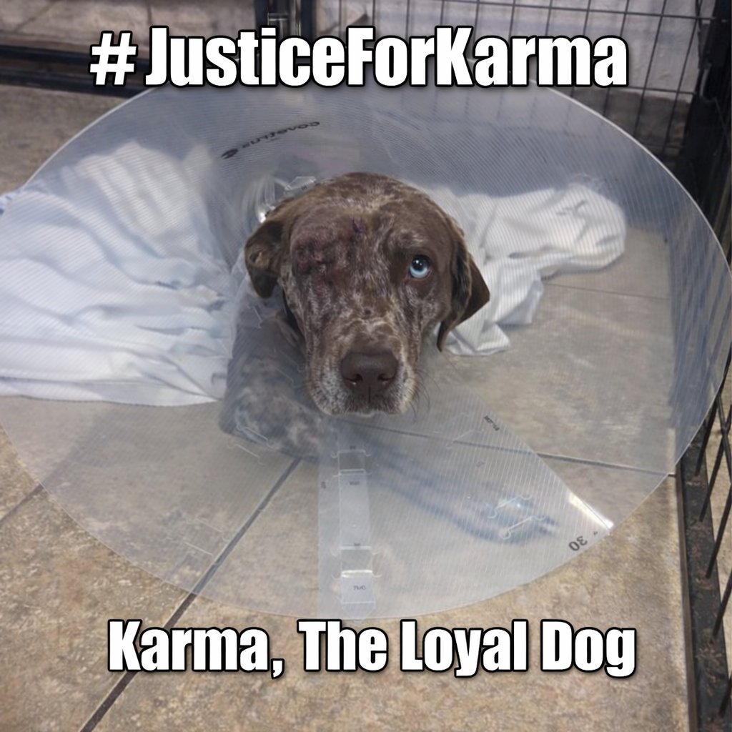LoneStarChica's tweet photo. Good afternoon, everyone! ☀️

I am so encouraged and thankful to see the outpouring of support for Karma, The Loyal Dog. 🩵 She is such a good girl and did not deserve to be abandoned in a park by her previous owner.

Like so many dogs, she loved without hesitation. She trusted completely. And when she saw that car driving away, she did what loyal dogs do… she ran after it, trying to get back to the person she believed would never leave her.

Instead, she was left behind and severely injured. She lost one of her eyes and endured unimaginable pain. But what amazes everyone caring for her is this… she is still gentle. She is still loving. She still leans in for cuddles and wags her tail. 🐾

Karma’s story could have ended that night. But because of kind strangers, dedicated medical staff, animal control officers, and law enforcement who are working together on her case, she now has a second chance.

She is healing in foster care, soaking up love, enjoying treats, and resting in her very own room. Every day she grows a little stronger. Every day she reminds us what resilience and forgiveness look like.

Thank you for standing with her. Thank you for caring. Thank you for proving that while one person failed her, this community will not.    

4gK9tQosQbuQH5hW6JteKjE43mZcjTtzrGmjihf2pump