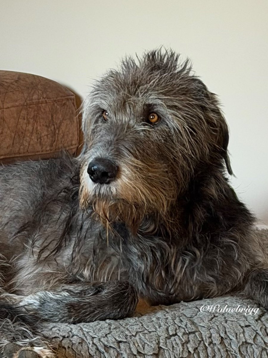 Wolvebrigg Irish Wolfhounds tweet media