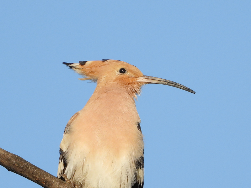 Animalandia tweet media