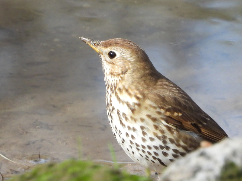 Animalandia tweet media