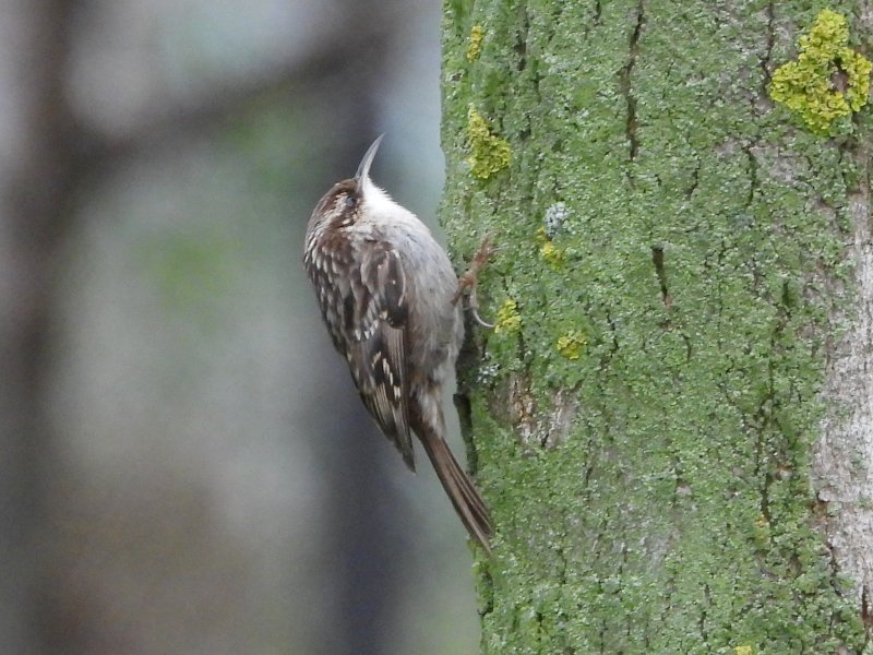 Animalandia tweet media