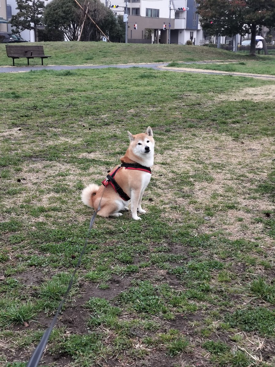 柴犬ムギのおかあしゃん日記 (@E1C2G07OHz39365) / Posts / X