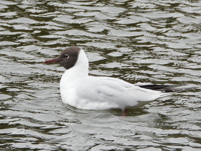 Fernando Lisón tweet media