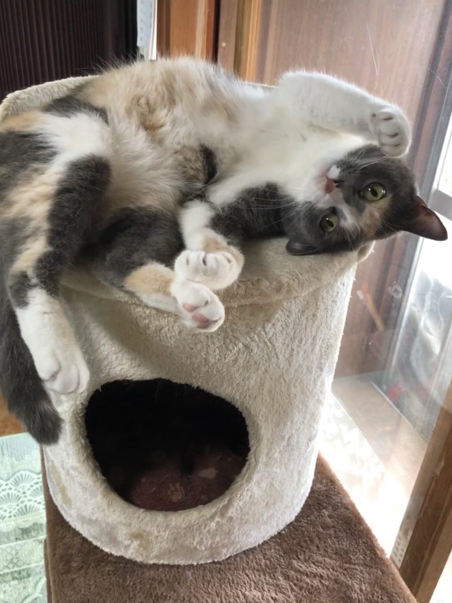 SSFhoney's tweet photo. #ファイナルニャンタジー
うちのキャットの方 https://t.co/dUvP2PMP4M