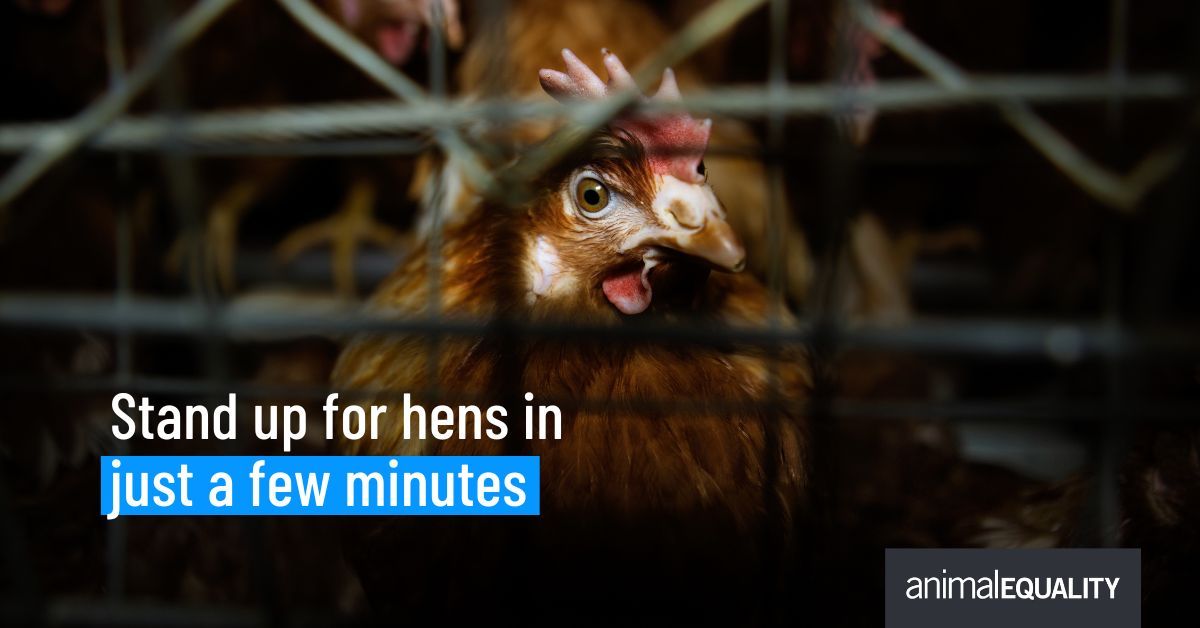 Animal Equality UK tweet media