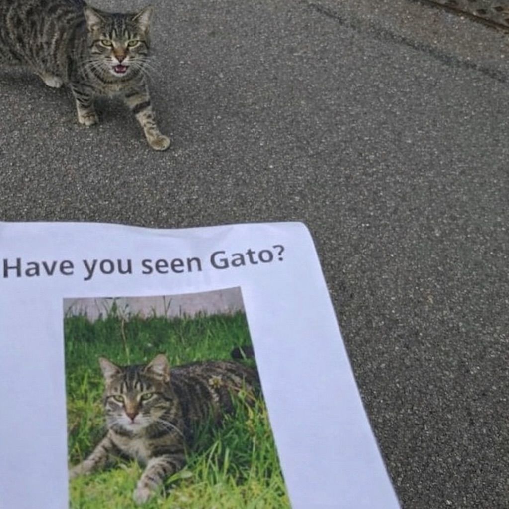 Cool Cat Society tweet media