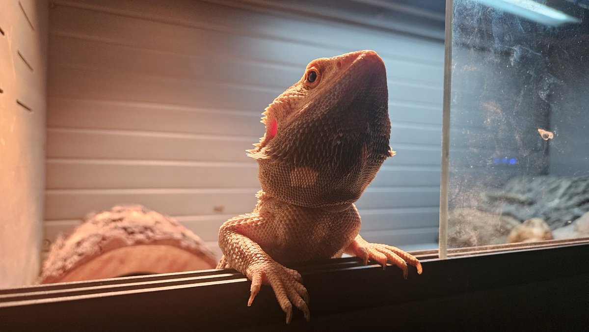 Drakious tweet media