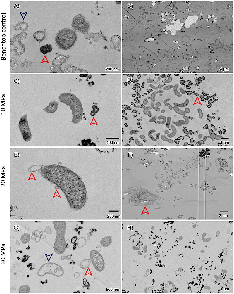 astrobiology's tweet image. Microbes From Ambient-pressure Analogues Offer Insights Into Possible Life In Europa’s High-pressure Subsurface Ocean
astrobiology.com/2026/03/microb… #astrobiology #Europa #Microbiology #oceanography