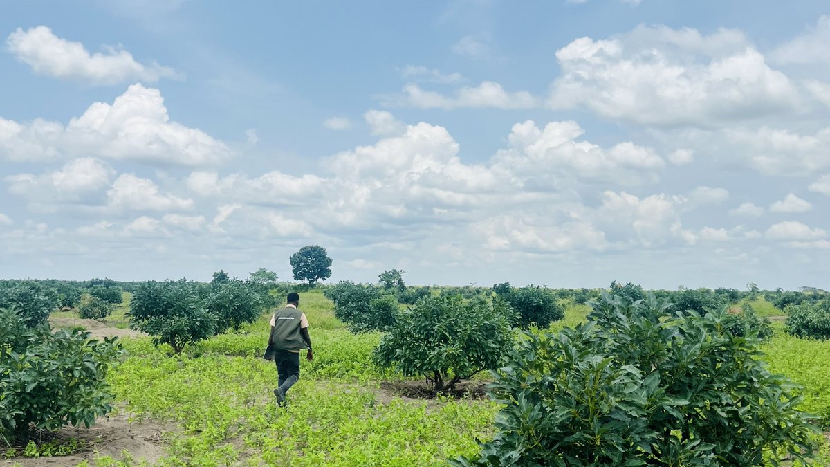 Ruvusha_Israel's tweet image. single hectare of mature avocado orchard can cool the surrounding air by 2-3°C through evapotranspiration. Trees don't just capture carbon, they create their own microclimate. Nature's air conditioner. #ClimateSolutions
