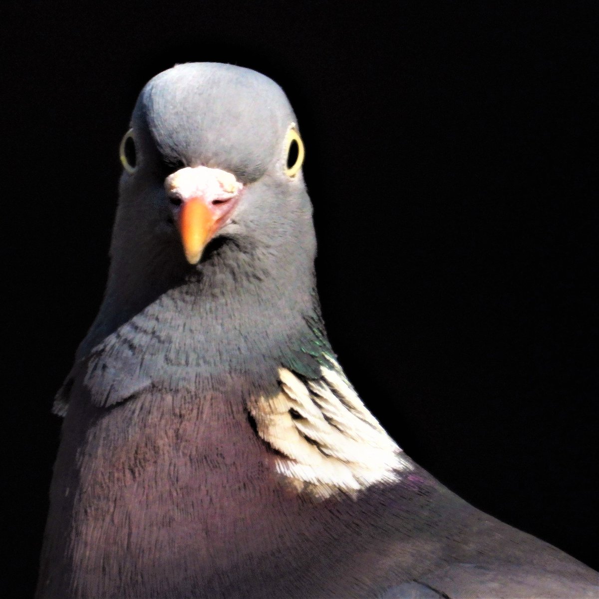 Epiphany tweet media