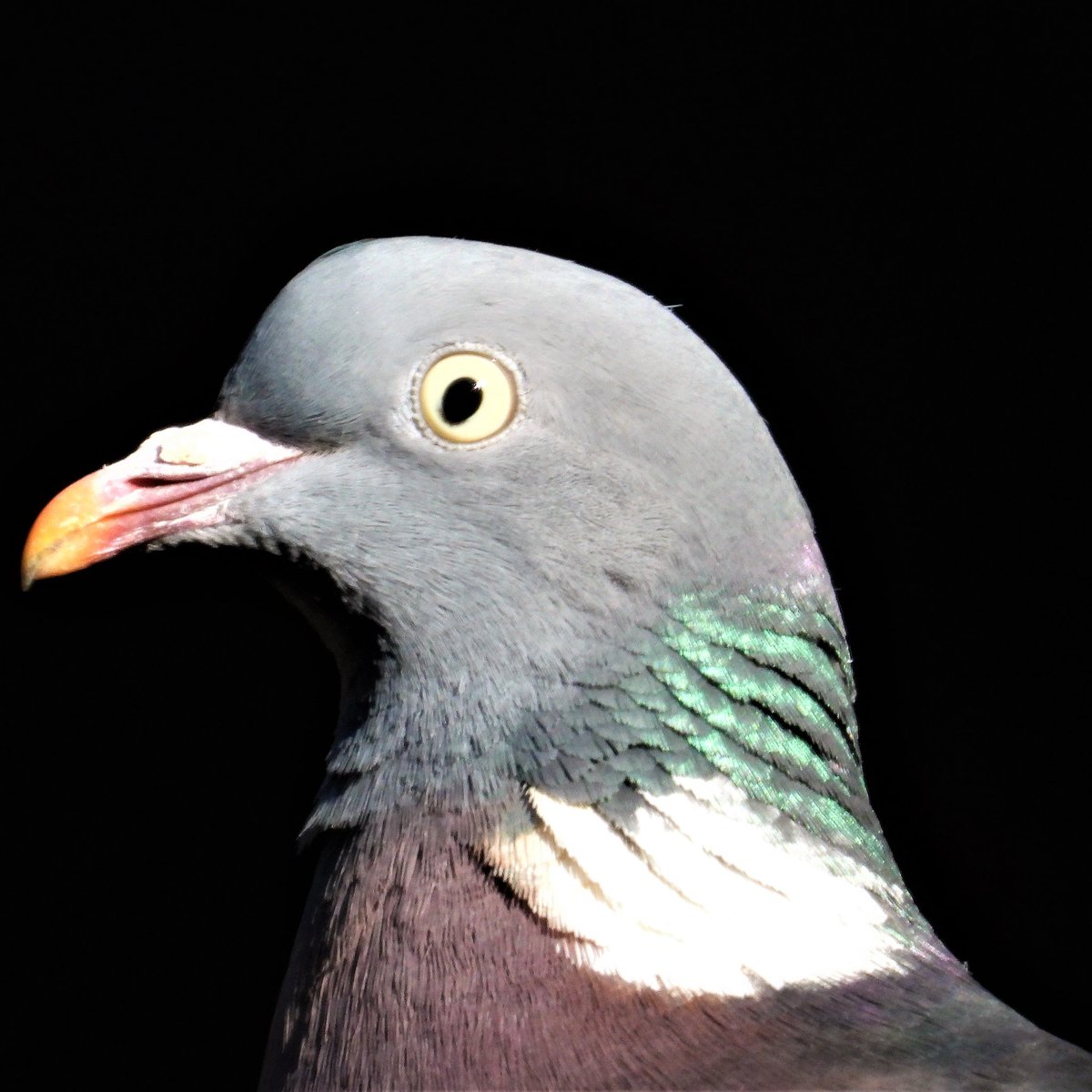 Epiphany tweet media