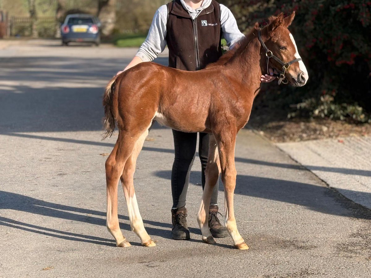 NormandieBreeding tweet media