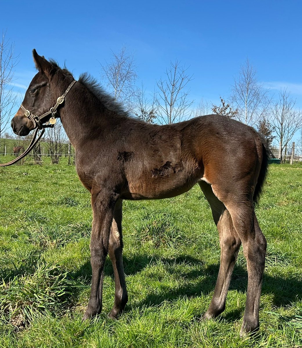 NormandieBreeding tweet media