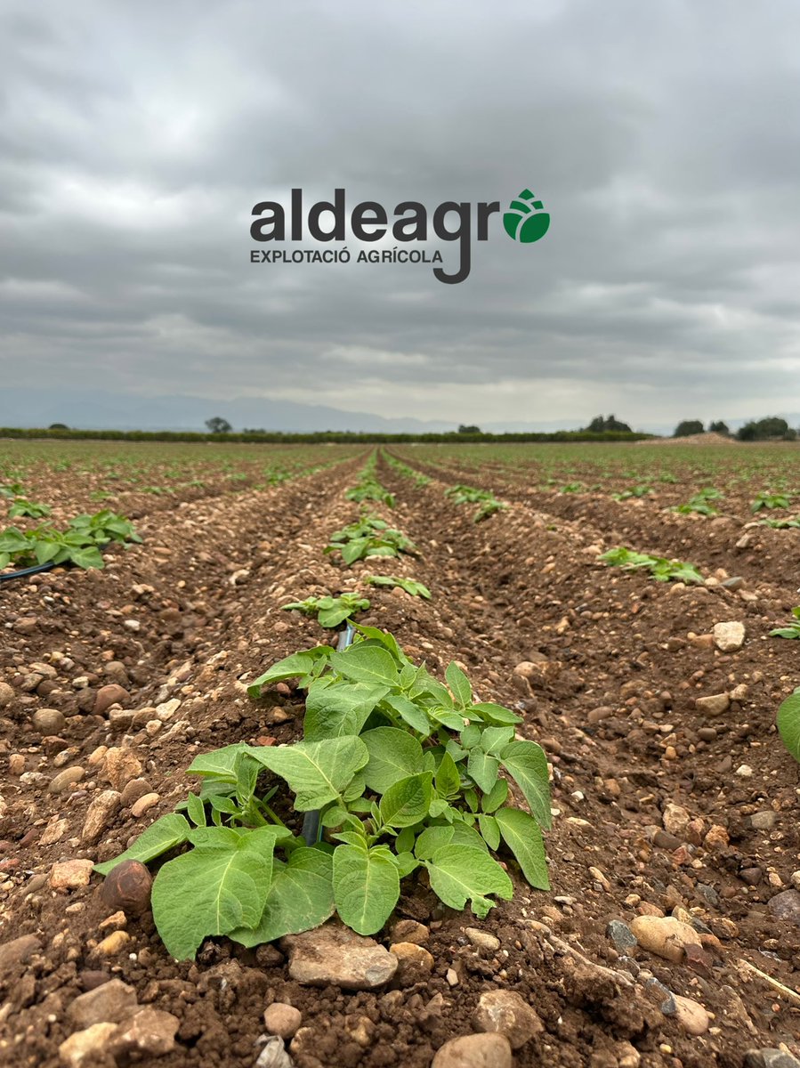 aldeagro tweet picture
