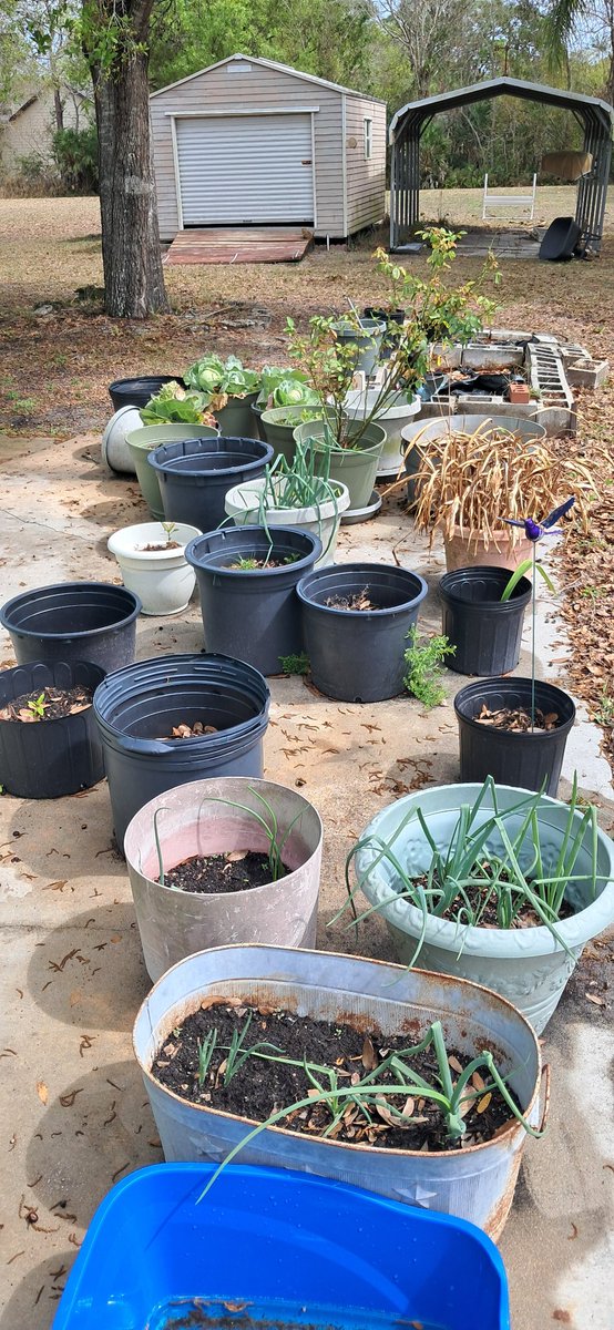 Dad loves gardening in pots.