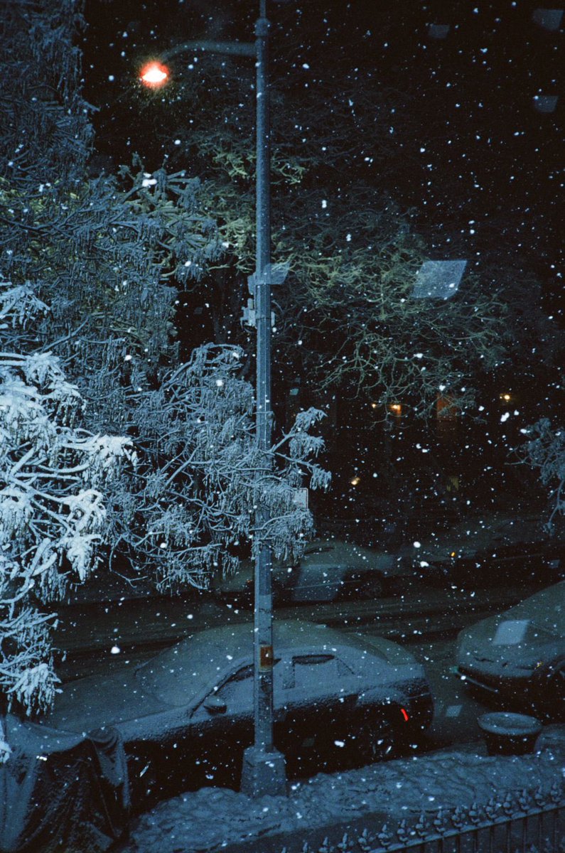 Sweet William tweet media